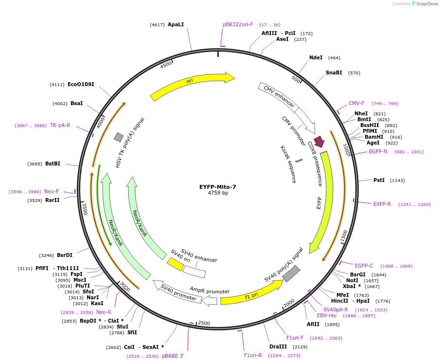 56596-plasmid-map-sequence-id-456523