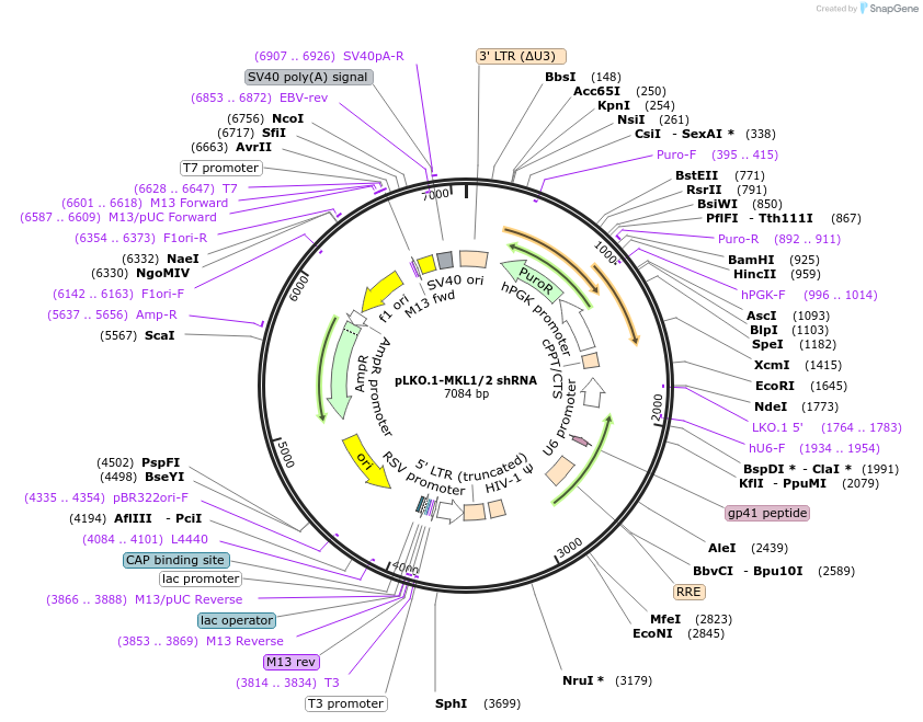 27161-plasmid-map-sequence-id-456524