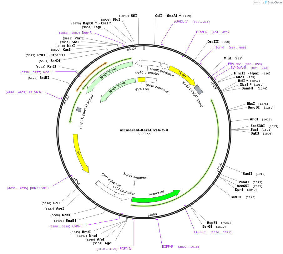 54135-plasmid-map-sequence-id-456525