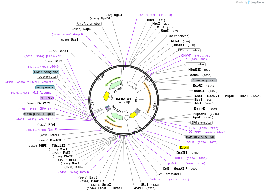 32752-plasmid-map-sequence-id-456526