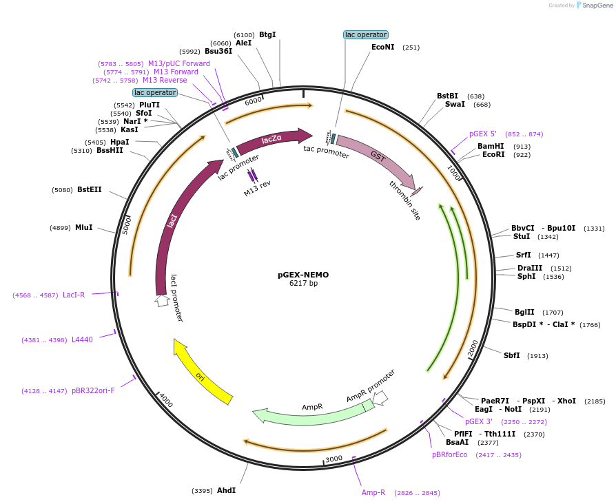 11965-plasmid-map-sequence-id-456528