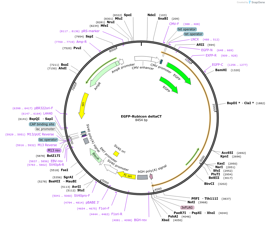 28040-plasmid-map-sequence-id-456529