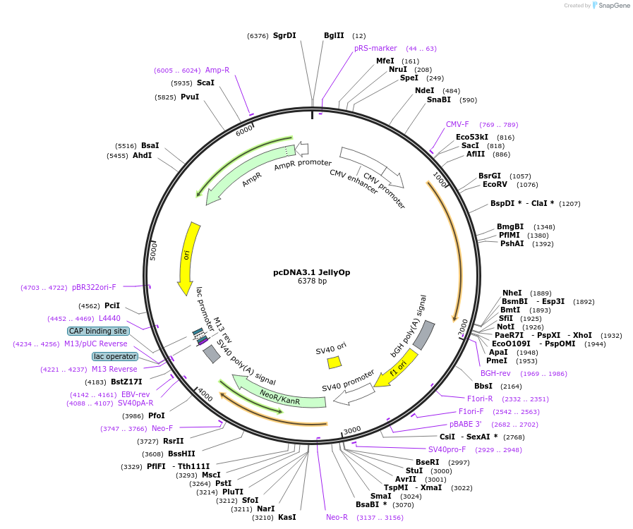41432-plasmid-map-sequence-id-456530