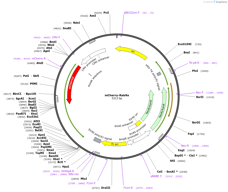 78592-plasmid-map-sequence-id-456532