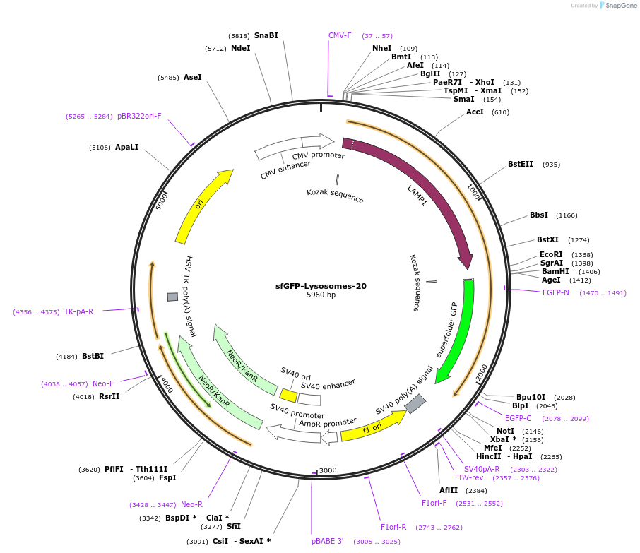 56487-plasmid-map-sequence-id-456534