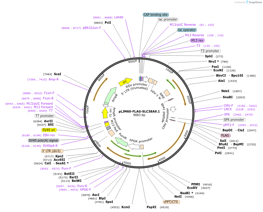 71858-plasmid-map-sequence-id-456537
