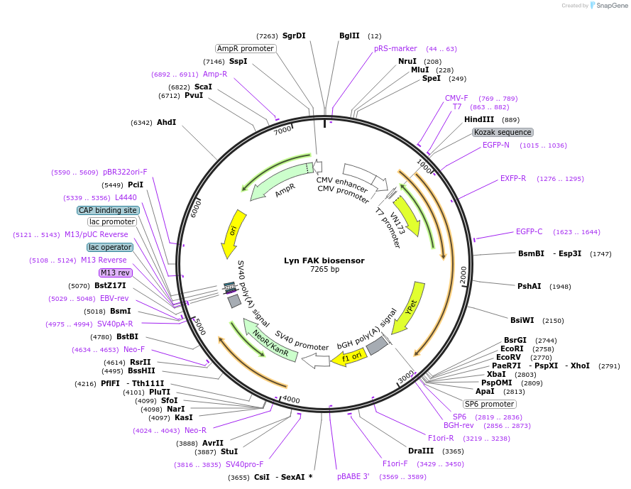 78299-plasmid-map-sequence-id-456538