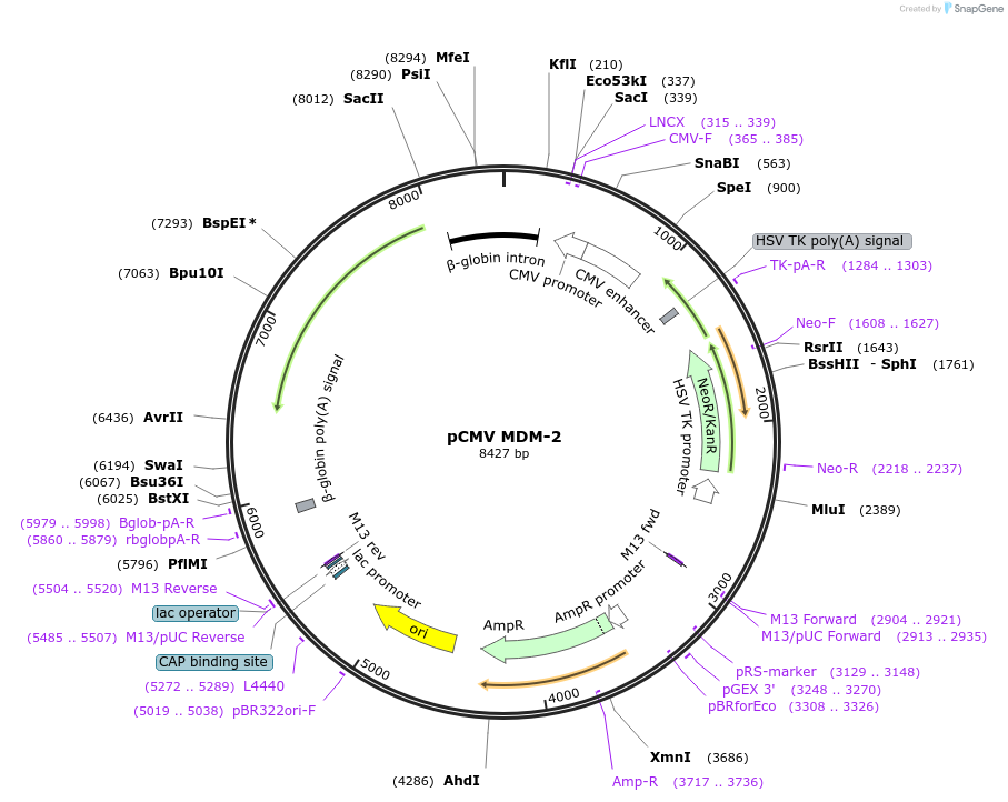 16441-plasmid-map-sequence-id-456540