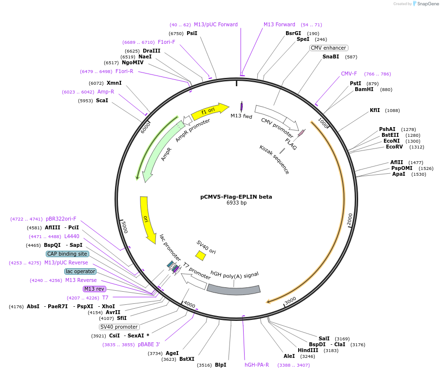 40929-plasmid-map-sequence-id-456541