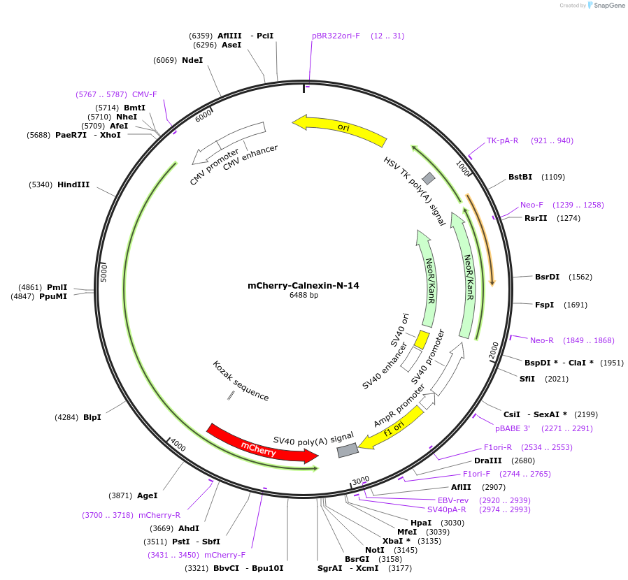 55005-plasmid-map-sequence-id-456544