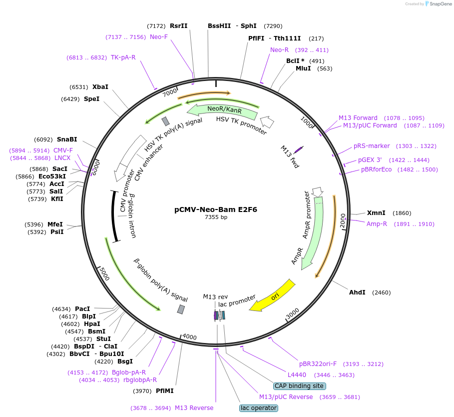 37965-plasmid-map-sequence-id-456545