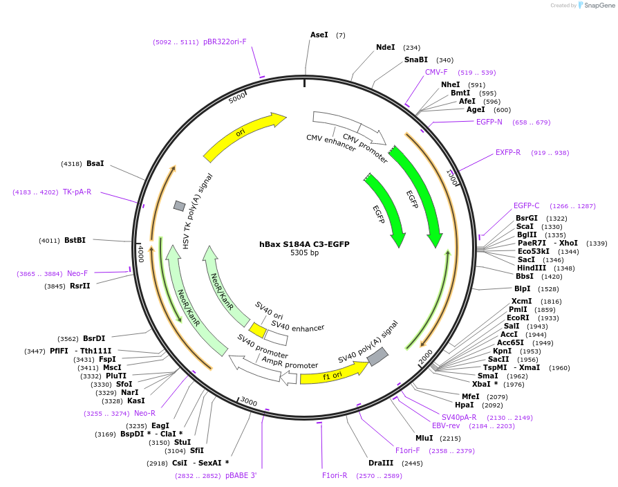 19742-plasmid-map-sequence-id-456546