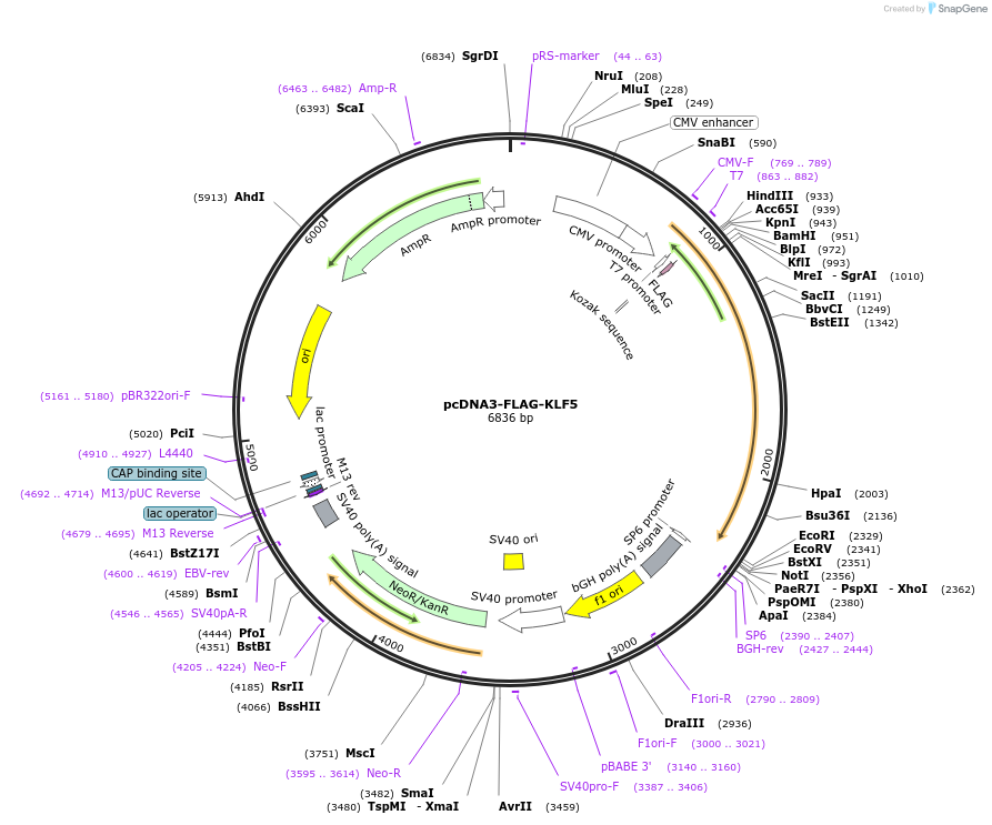 40918-plasmid-map-sequence-id-456547