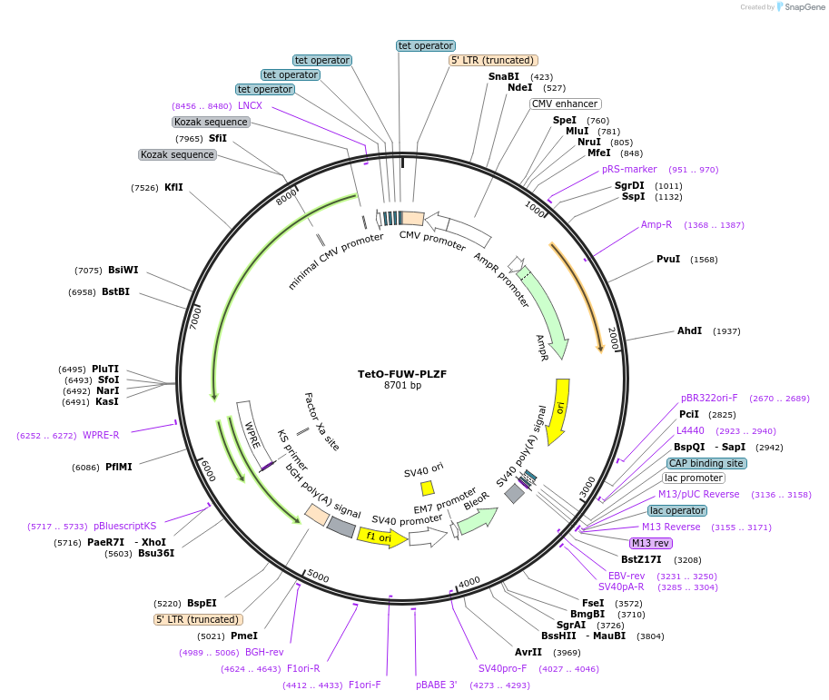 61543-plasmid-map-sequence-id-456549