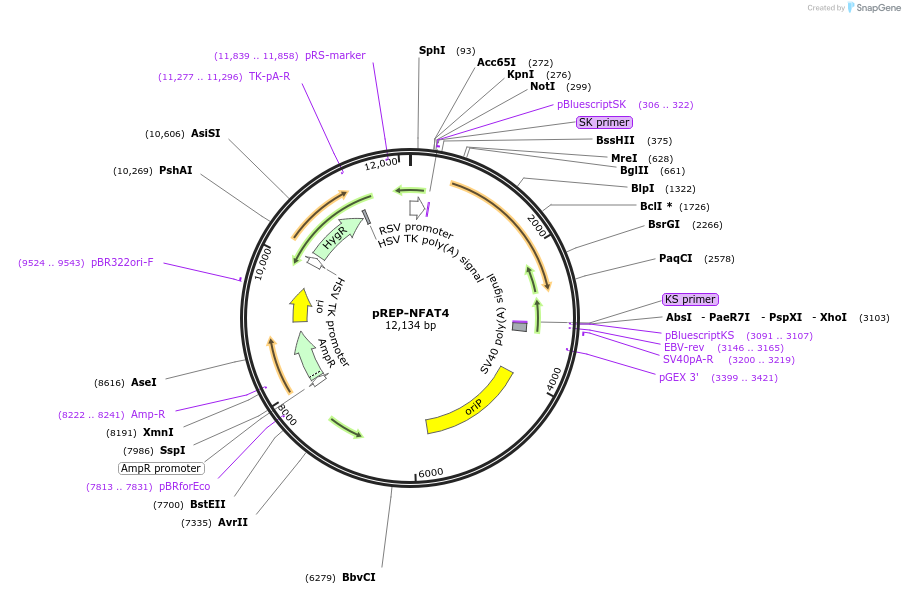 11790-plasmid-map-sequence-id-456551