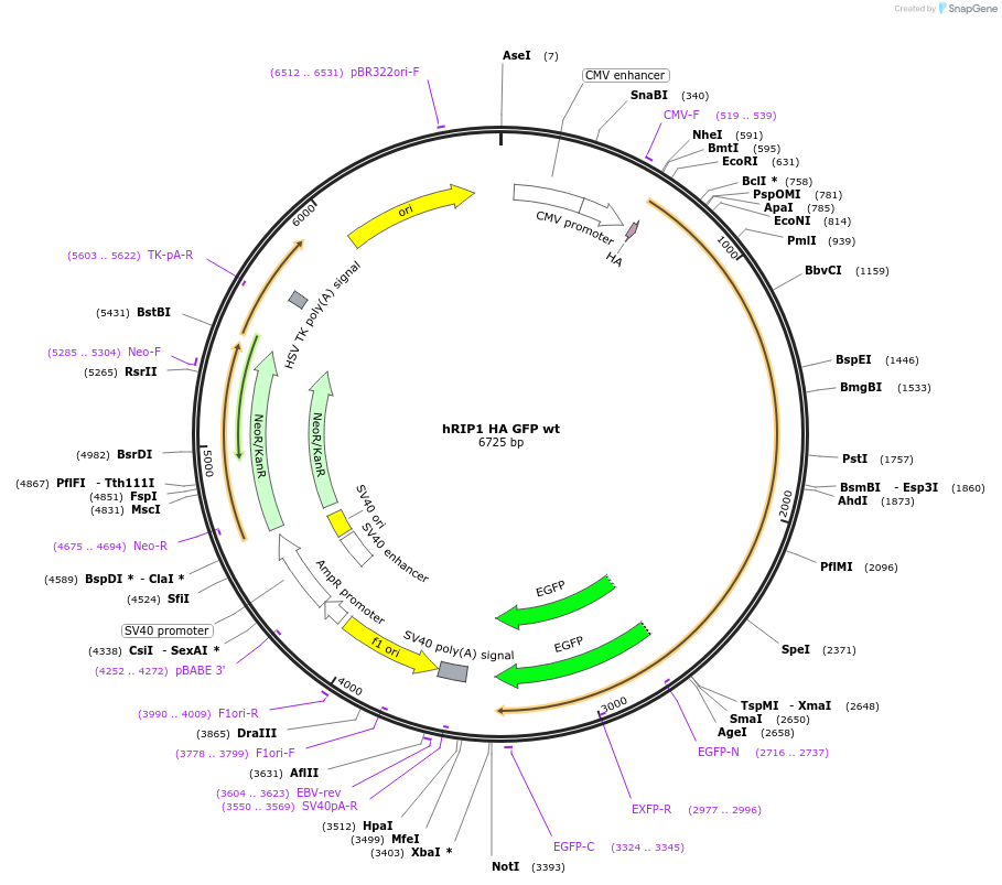 41396-plasmid-map-sequence-id-456552