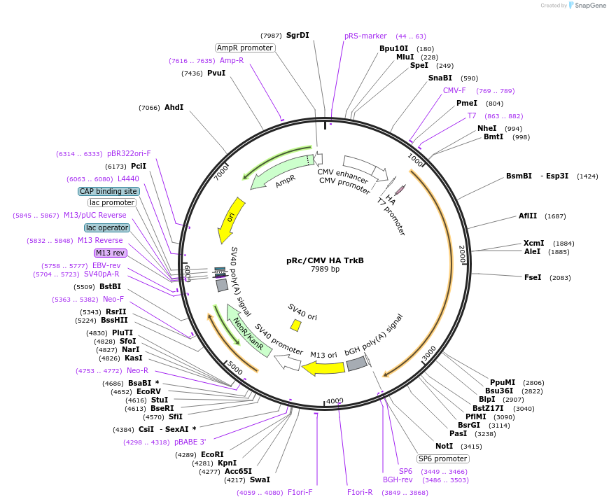 39978-plasmid-map-sequence-id-456553