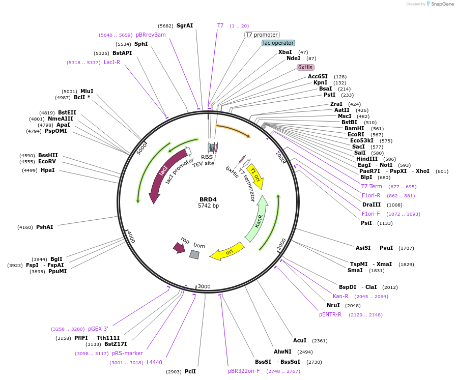 38943-plasmid-map-sequence-id-456555