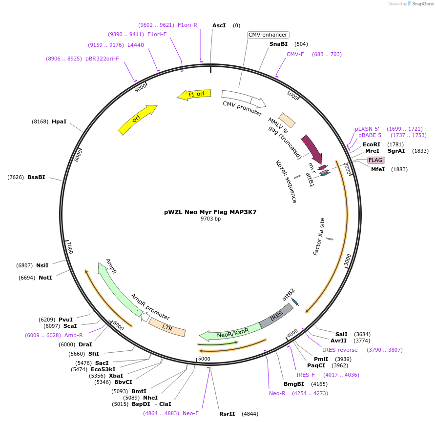 20520-plasmid-map-sequence-id-456559