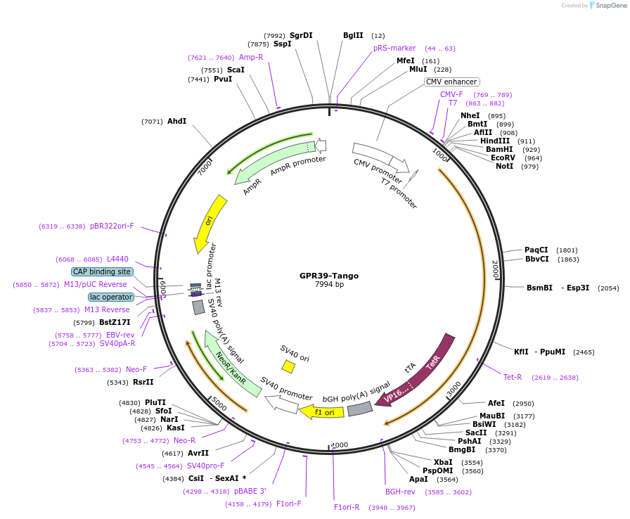 66357-plasmid-map-sequence-id-456562