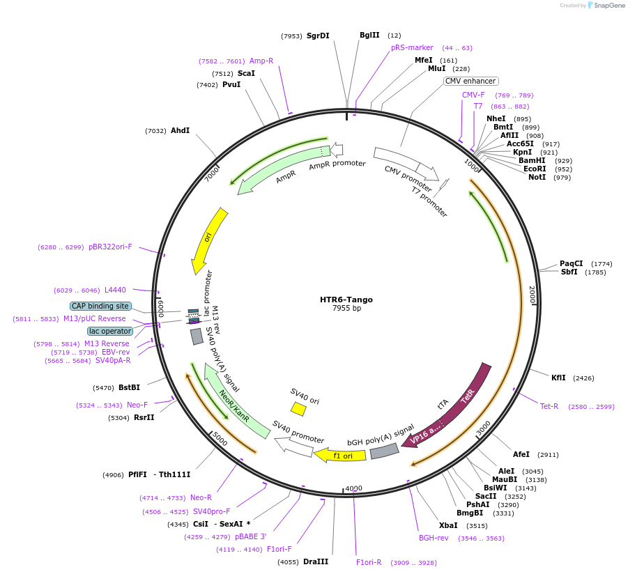 66414-plasmid-map-sequence-id-456564