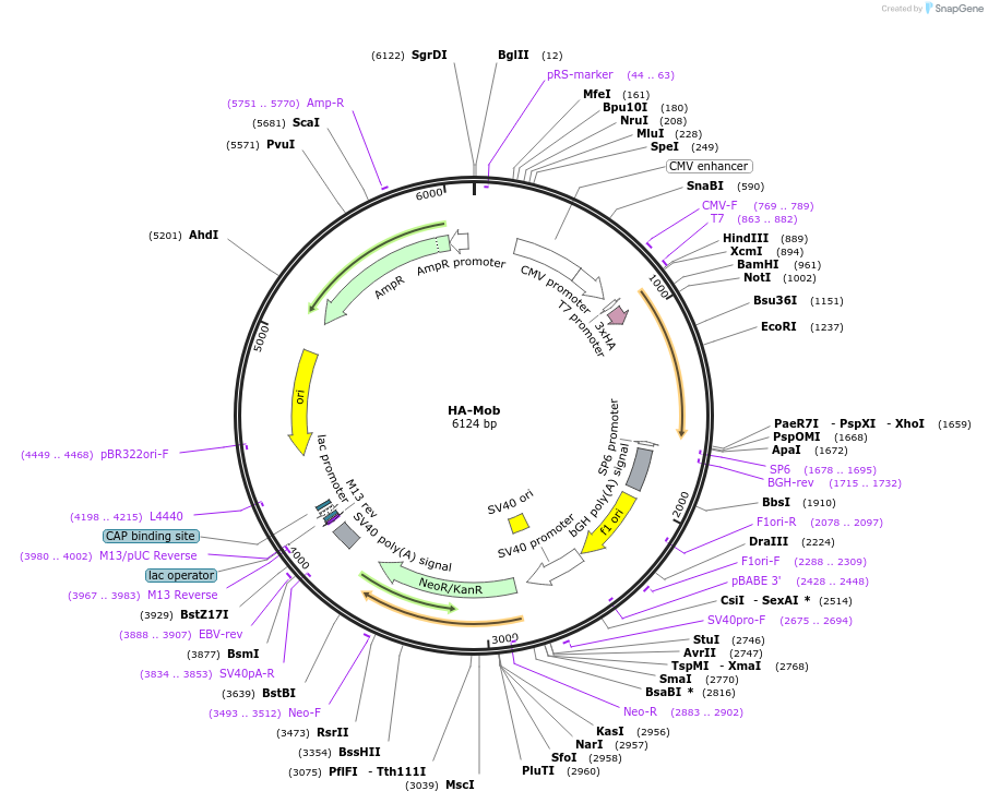 32835-plasmid-map-sequence-id-456574