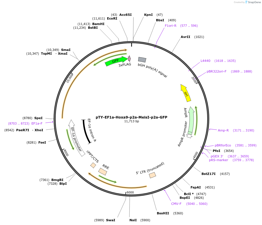 61738-plasmid-map-sequence-id-456575