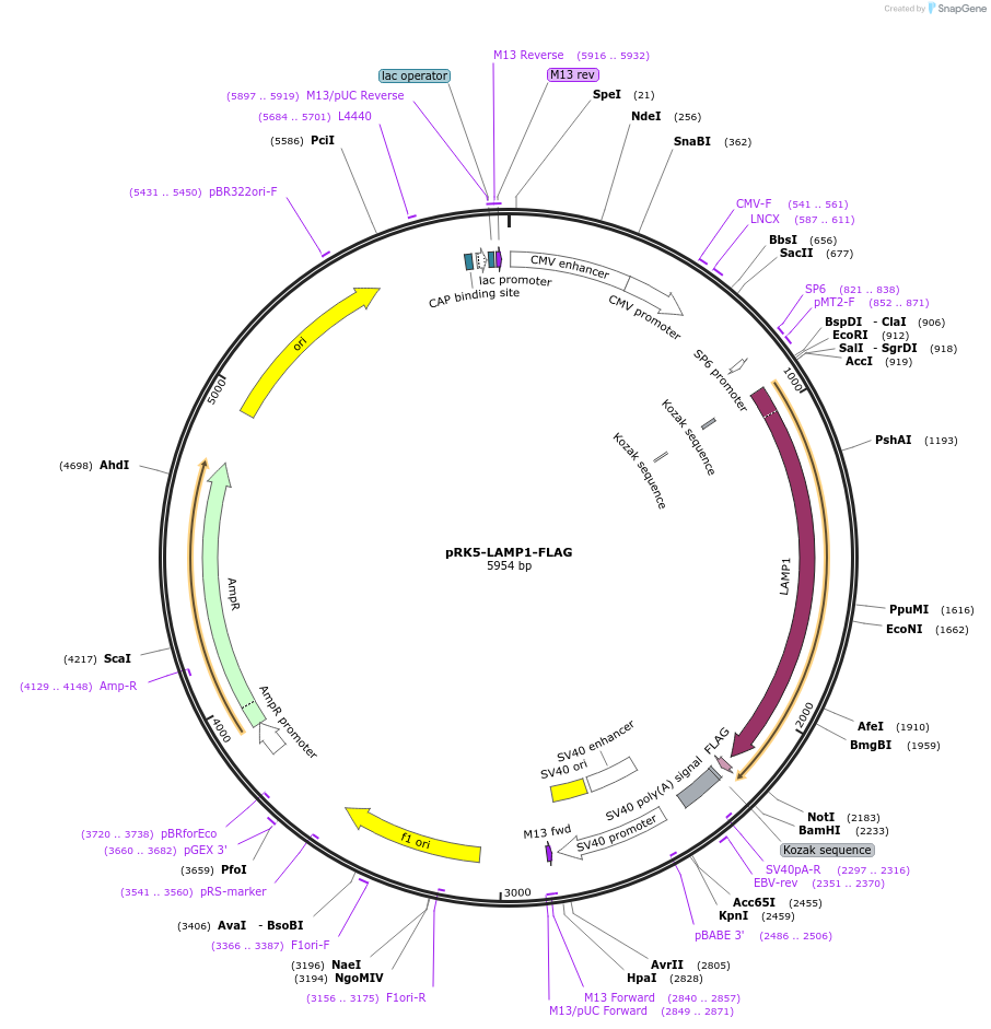 71868-plasmid-map-sequence-id-456576