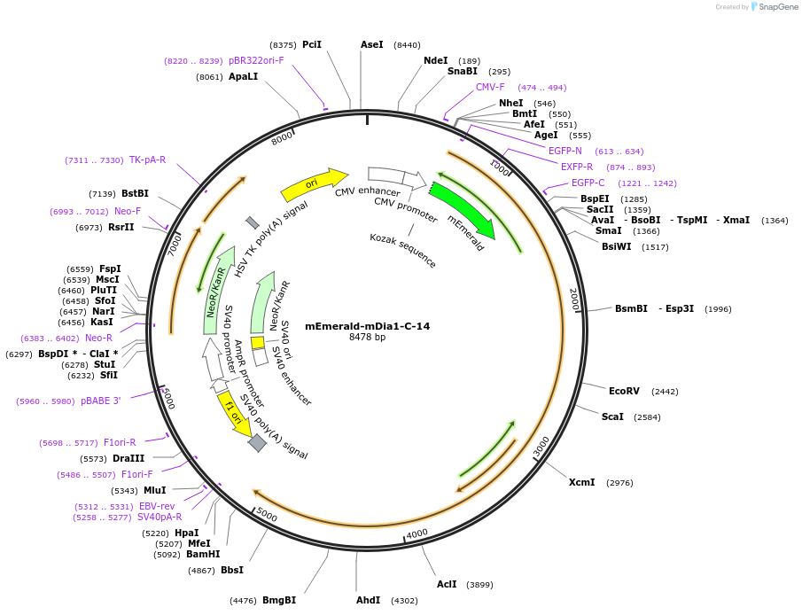 54156-plasmid-map-sequence-id-456578