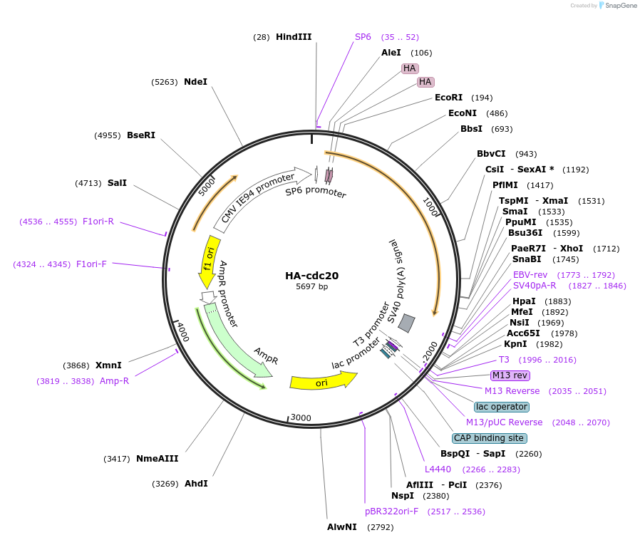 11594-plasmid-map-sequence-id-456579