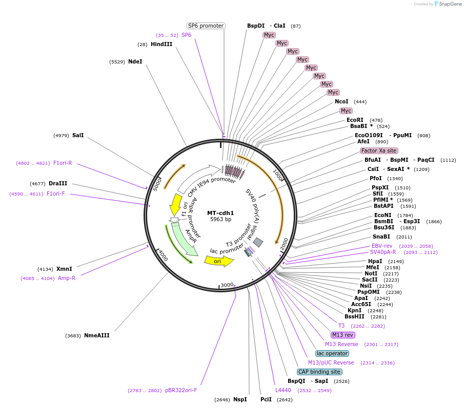 11595-plasmid-map-sequence-id-456580