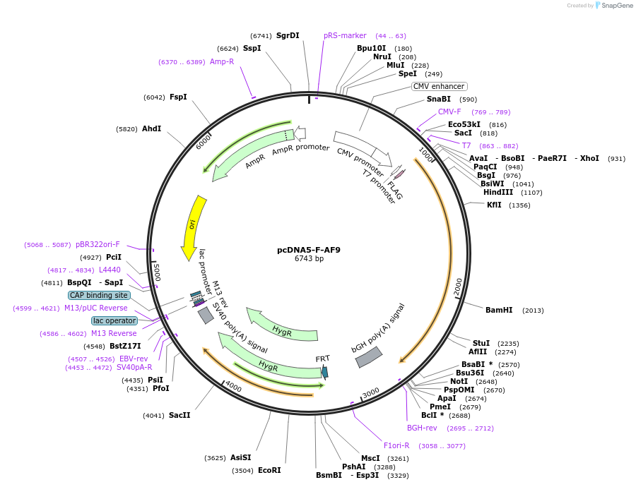 49428-plasmid-map-sequence-id-456582