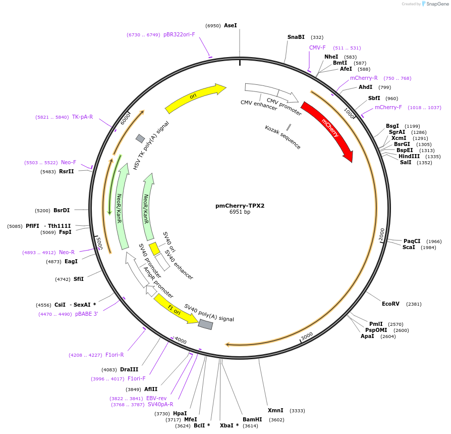 31227-plasmid-map-sequence-id-456585
