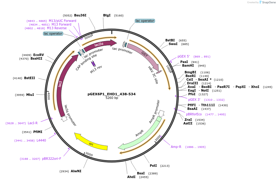 36459-plasmid-map-sequence-id-45660
