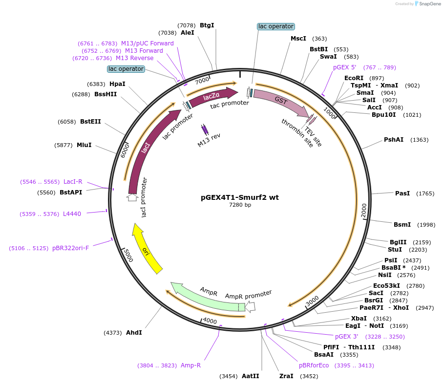 13504-plasmid-map-sequence-id-456656