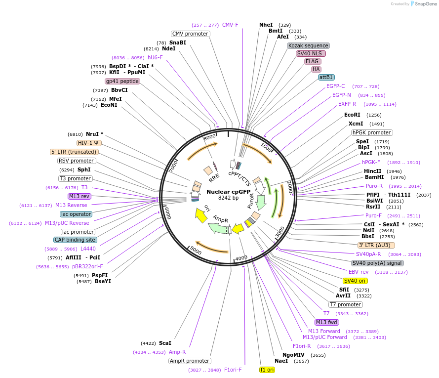 215707-plasmid-map-sequence-id-456692