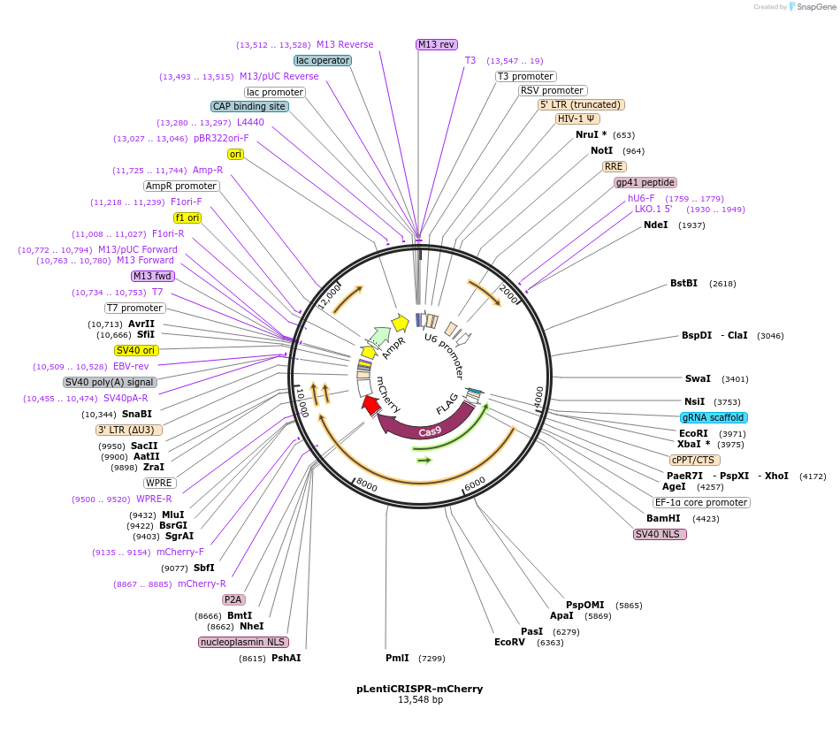 75161-plasmid-map-sequence-id-456693
