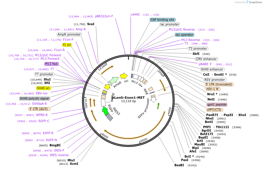 216535-plasmid-map-sequence-id-456738