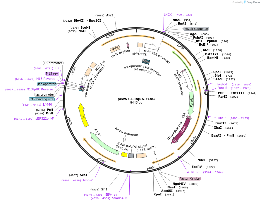229685-plasmid-map-sequence-id-456740