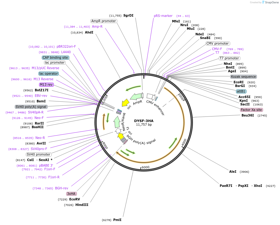 29767-plasmid-map-sequence-id-456741