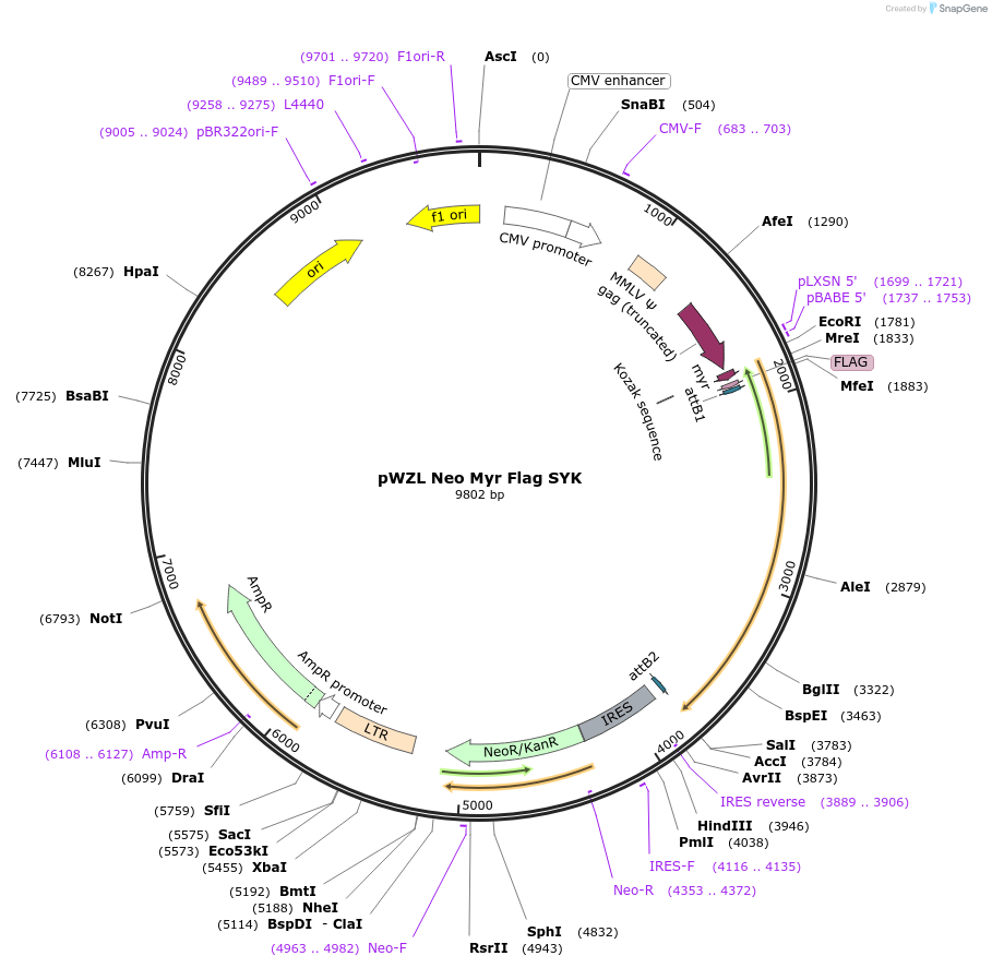 20646-plasmid-map-sequence-id-456742