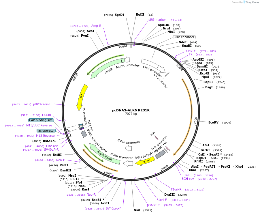 80884-plasmid-map-sequence-id-456745
