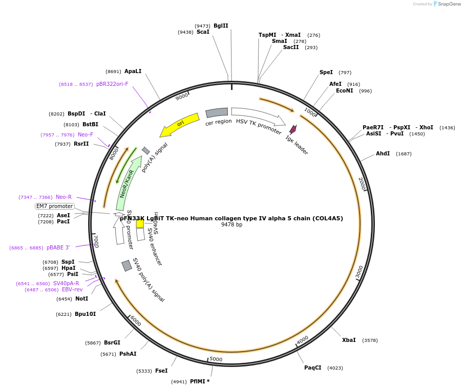 229768-plasmid-map-sequence-id-456746