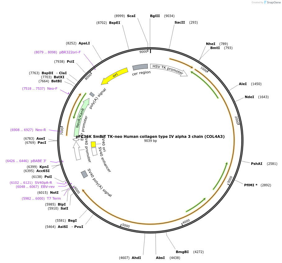 229769-plasmid-map-sequence-id-456747