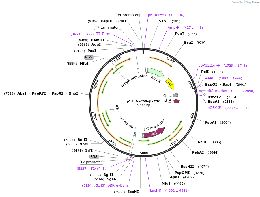 229506-plasmid-map-sequence-id-456756