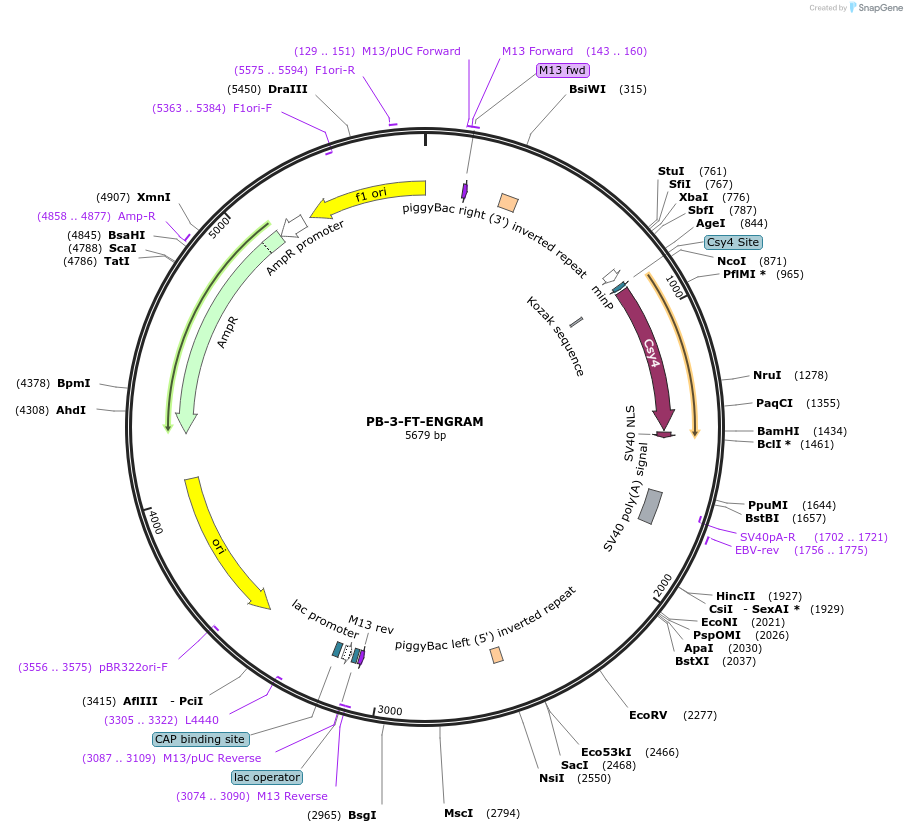 179158-plasmid-map-sequence-id-456767