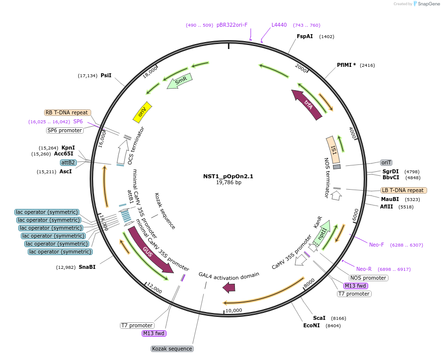 228065-plasmid-map-sequence-id-456794