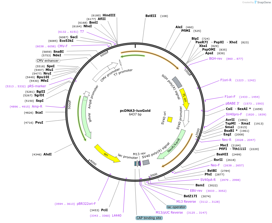 229948-plasmid-map-sequence-id-456847