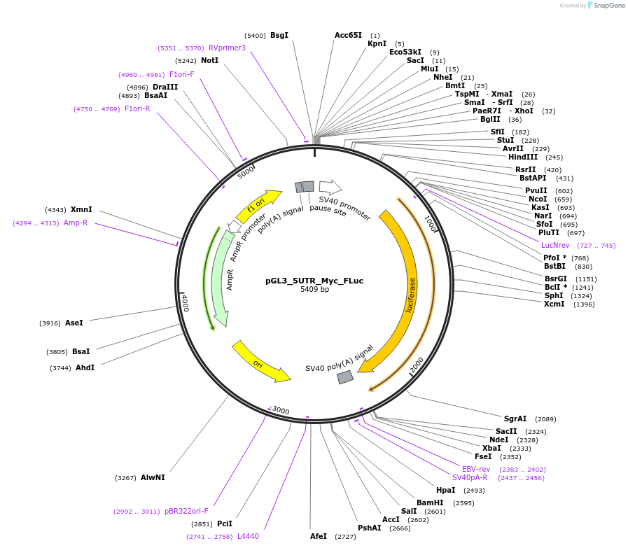 229502-plasmid-map-sequence-id-456877