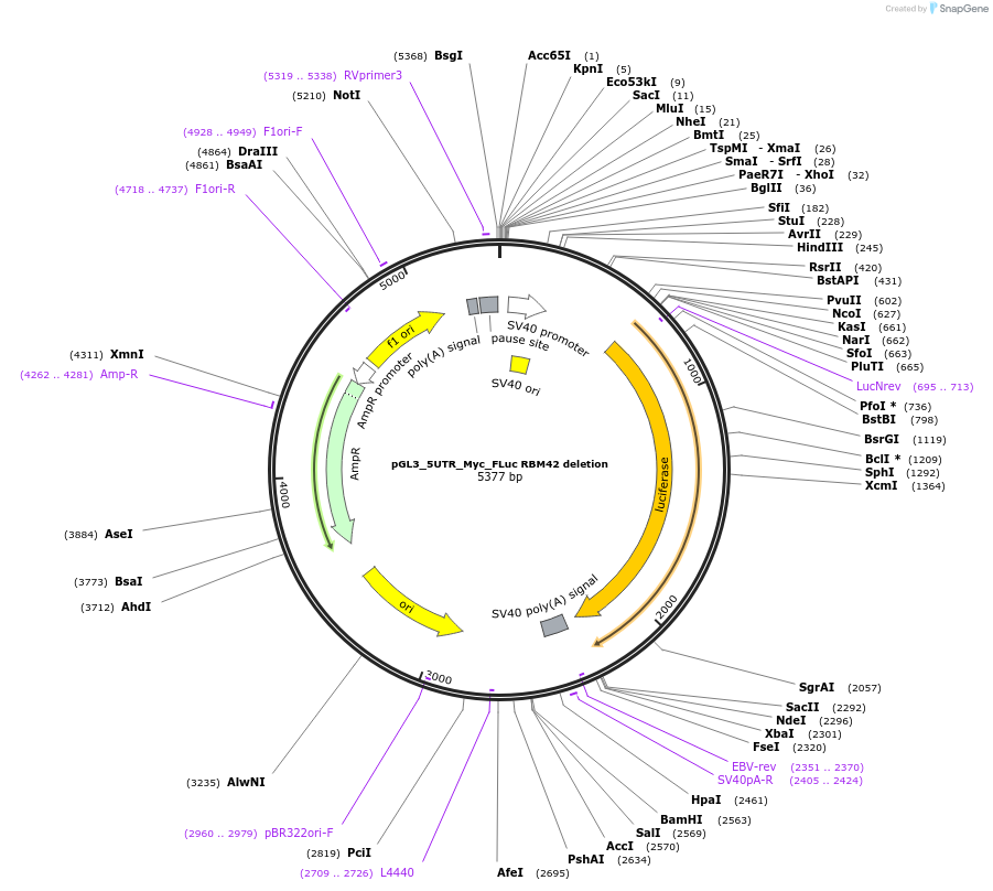 229503-plasmid-map-sequence-id-456879